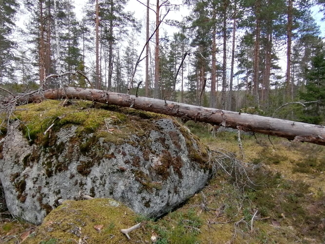 Kaatunut puunrunko metsässä, osittain kiven päällä.