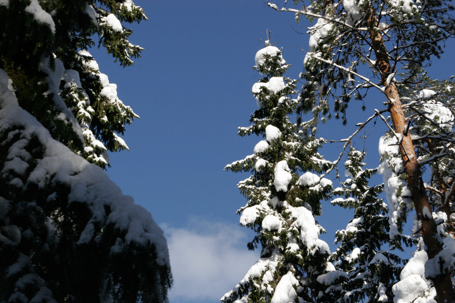 Talvinen metsä, kuusen lumisia latvoja ja sininen taivas